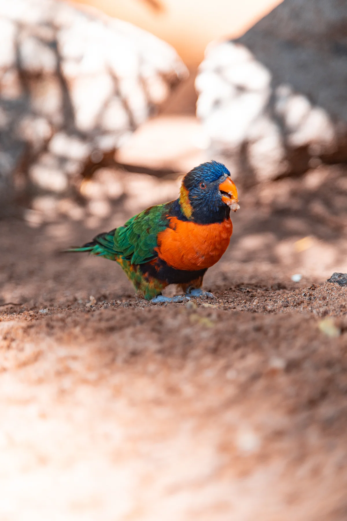 A vibrant rainbow lorikeet standing on sandy ground with a blurred natural background.