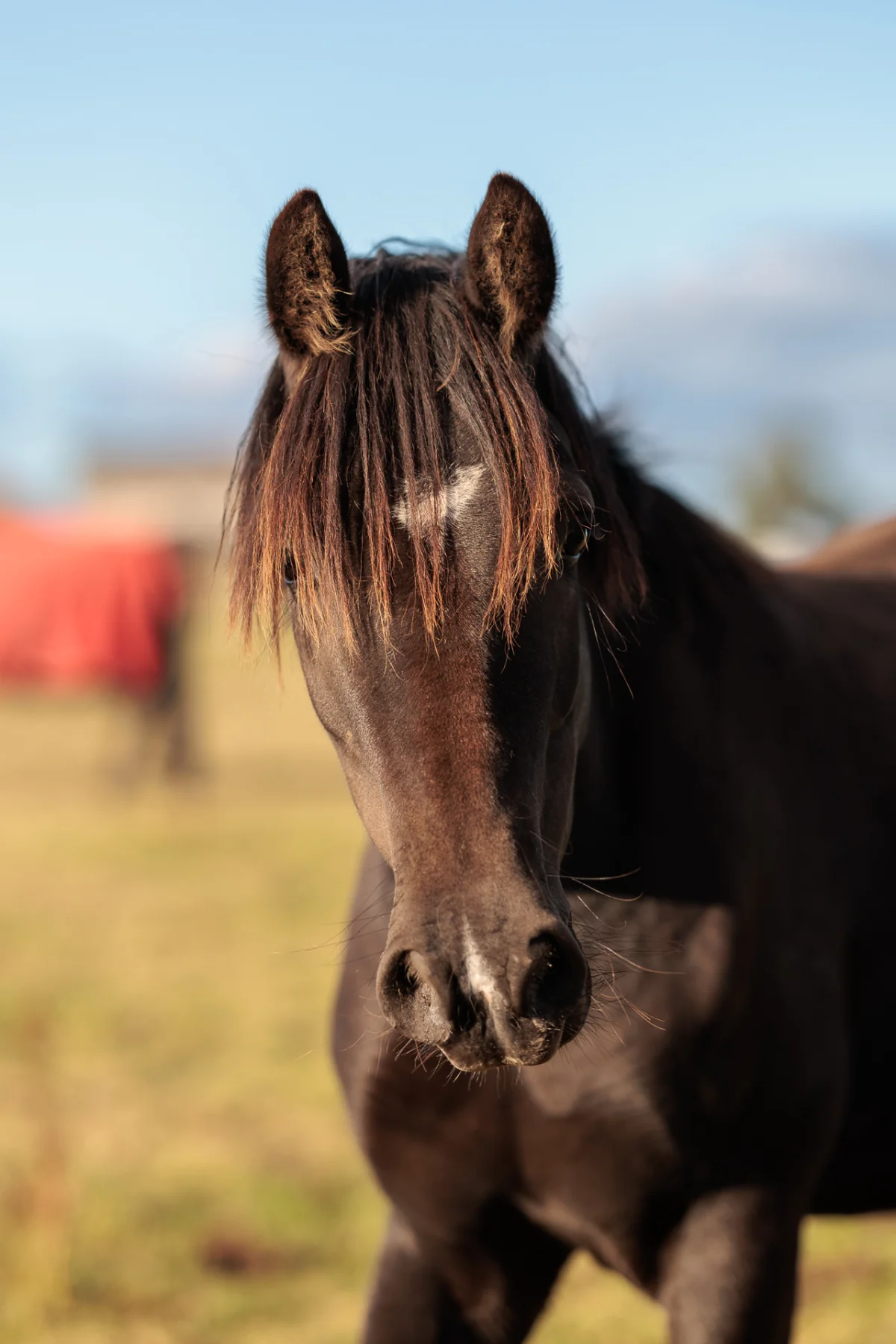 Close-up portrait of a dark brown horse with a thick mane in a sunny outdoor setting.