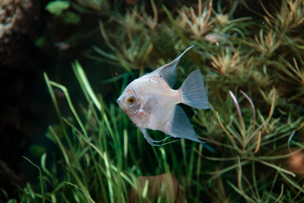 A silver angelfish swimming amidst lush green aquatic plants in an underwater setting.