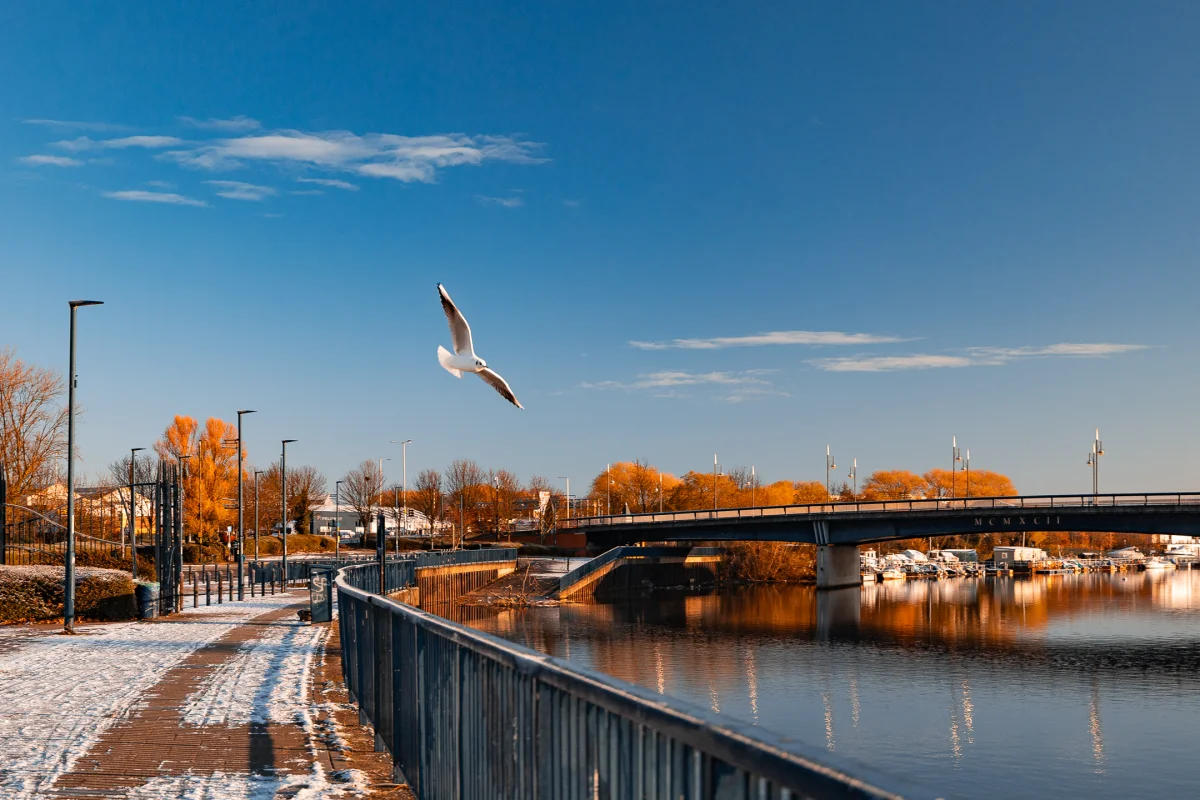 A white seagull in flight over a riverfront walkway with a bridge and autumn foliage under a clear blue sky.