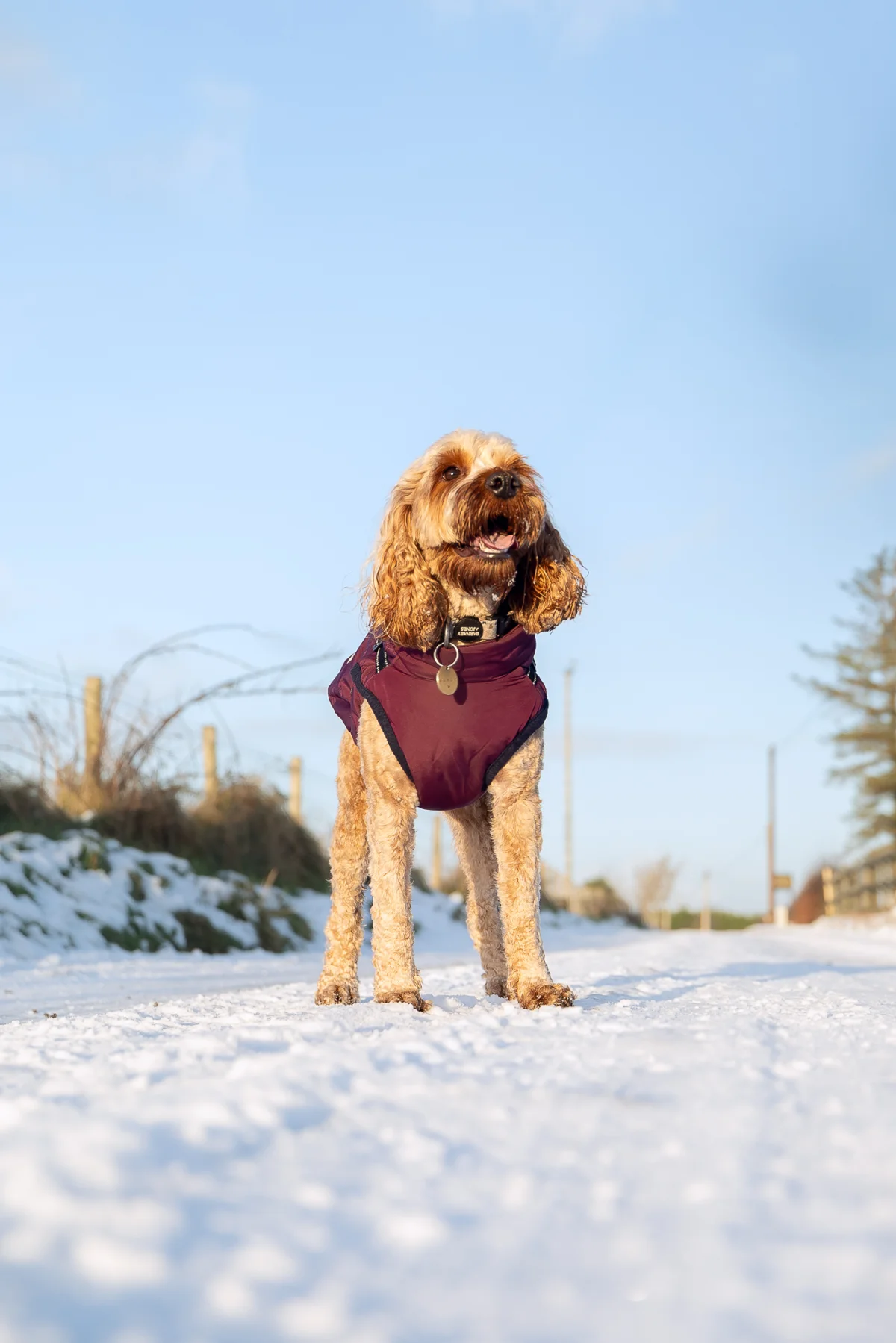 Golden-brown dog in a maroon winter coat standing on a snowy path under a clear blue sky.
