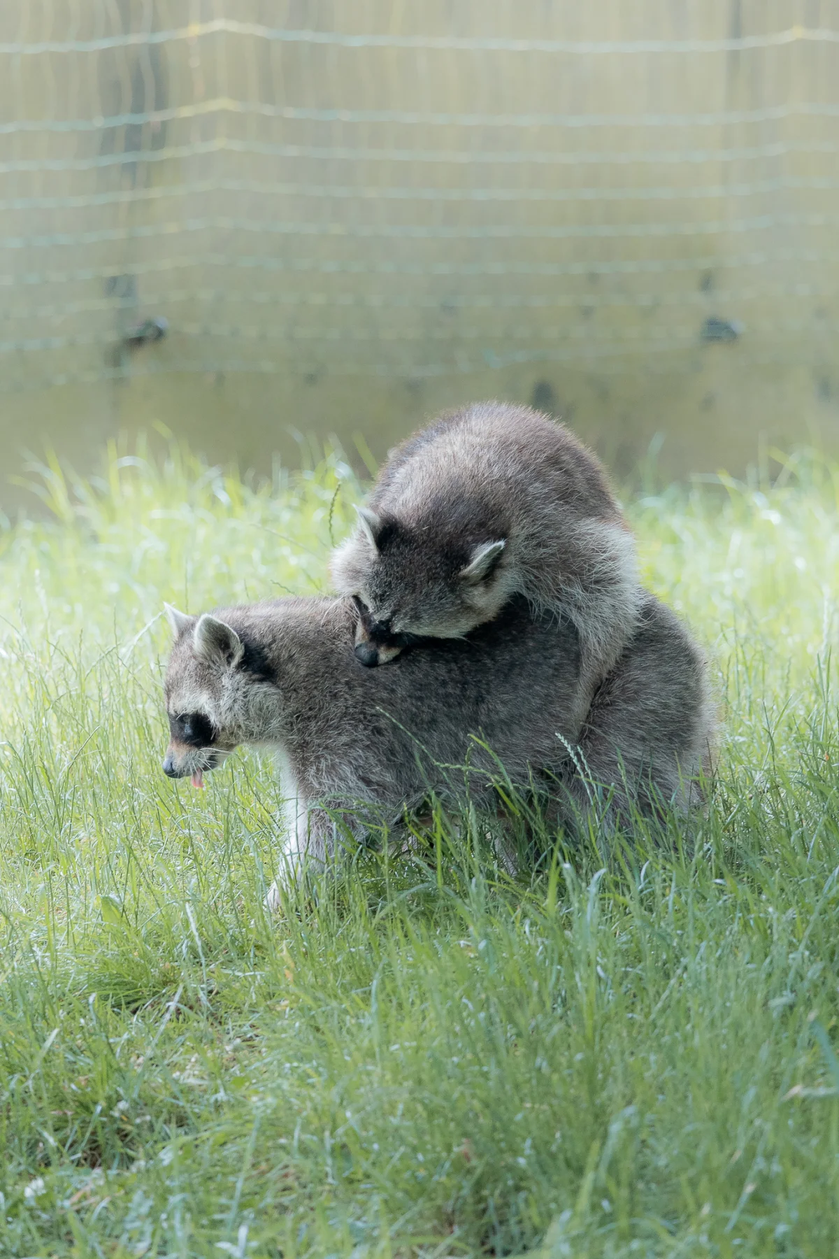 Two baby raccoons playing and cuddling in a lush green grassy field with a soft, blurred background.