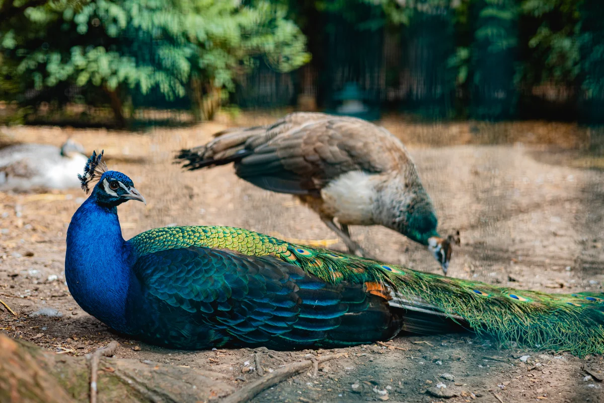 A vibrant blue peacock resting on a dirt ground with a brown peahen in the blurred background.
