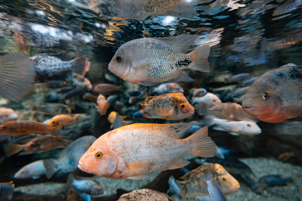 A school of colorful tropical fish swimming underwater with a shimmering surface reflection above.
