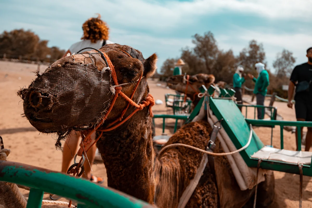 Close-up of a camel with a mesh muzzle in a sandy desert setting with people in the background.