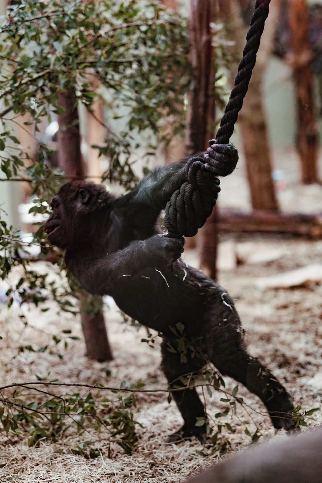 A young gorilla climbing a thick rope in a natural outdoor enclosure with greenery.