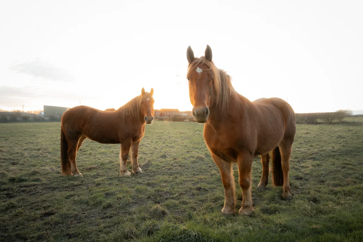 Two chestnut horses standing in a grassy field during golden hour.