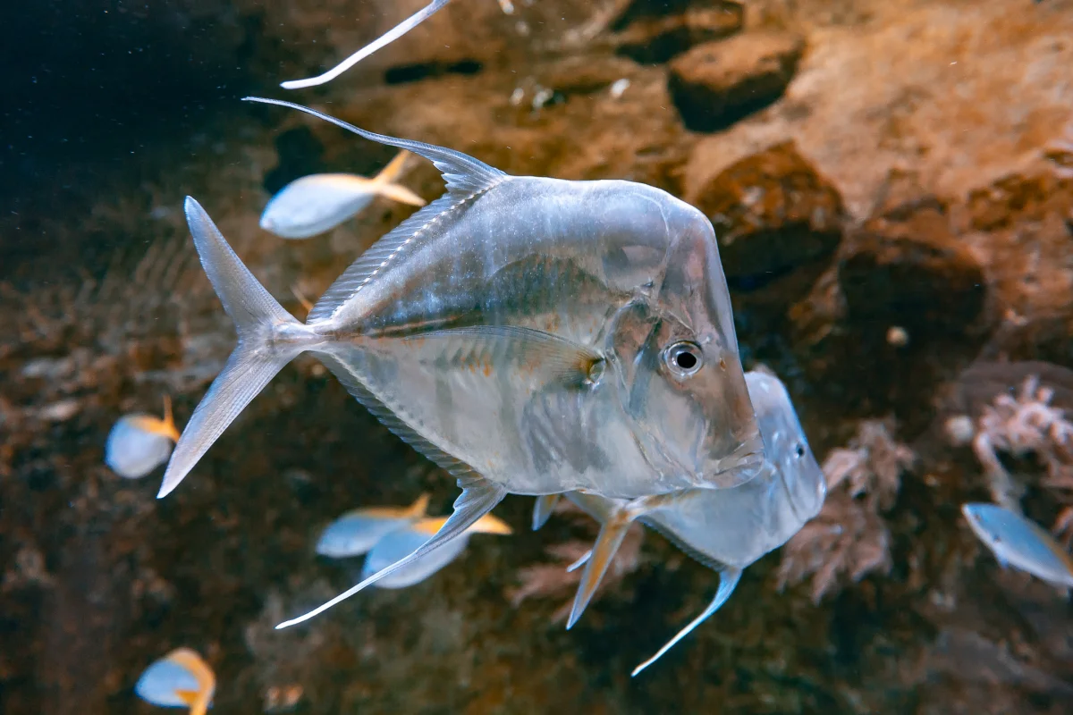 Close-up of silver mirror carp swimming in an aquarium against a rocky backdrop.