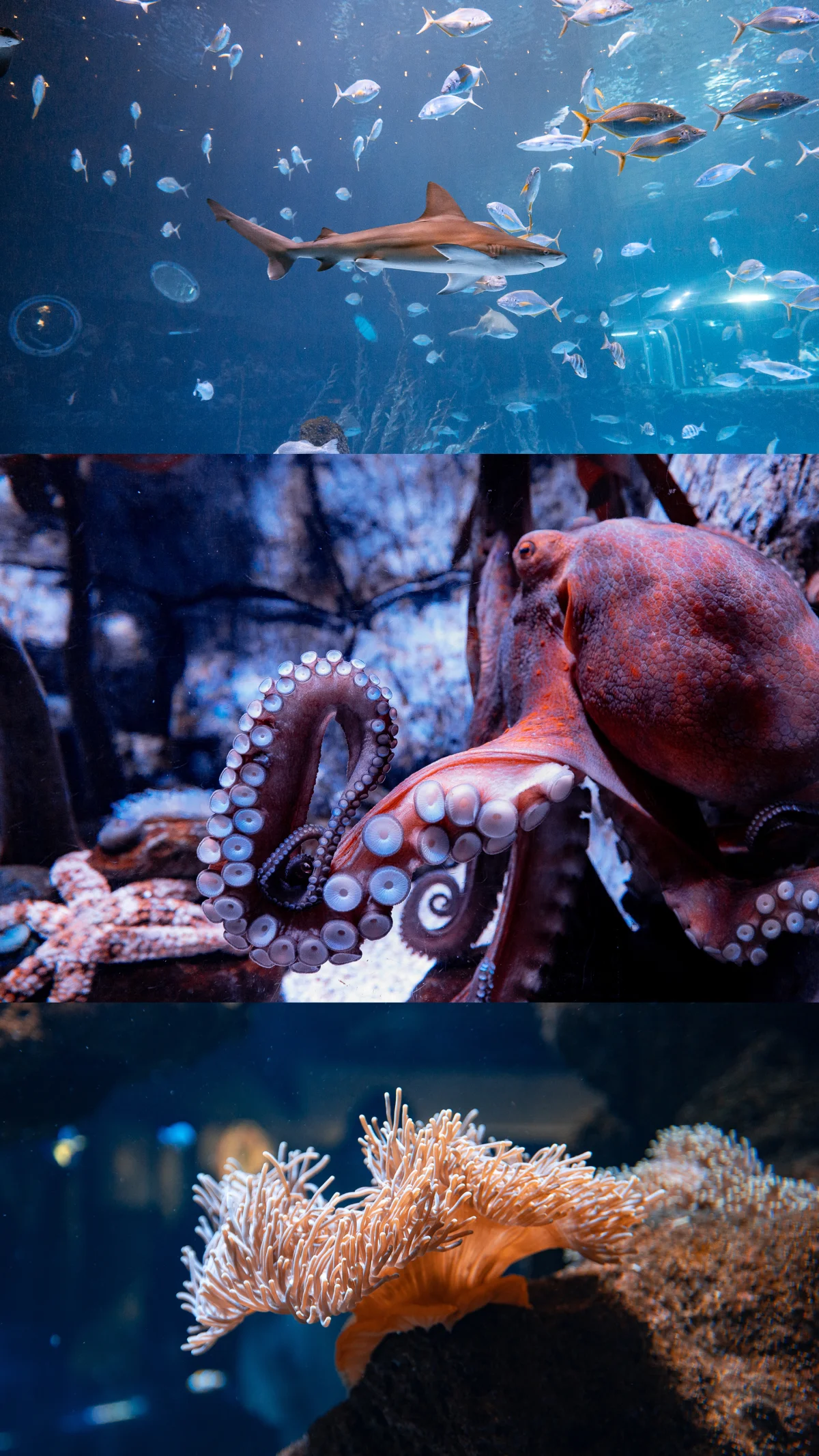 A collage of three underwater photos featuring a shark with fish, a close-up of an octopus, and a sea anemone.