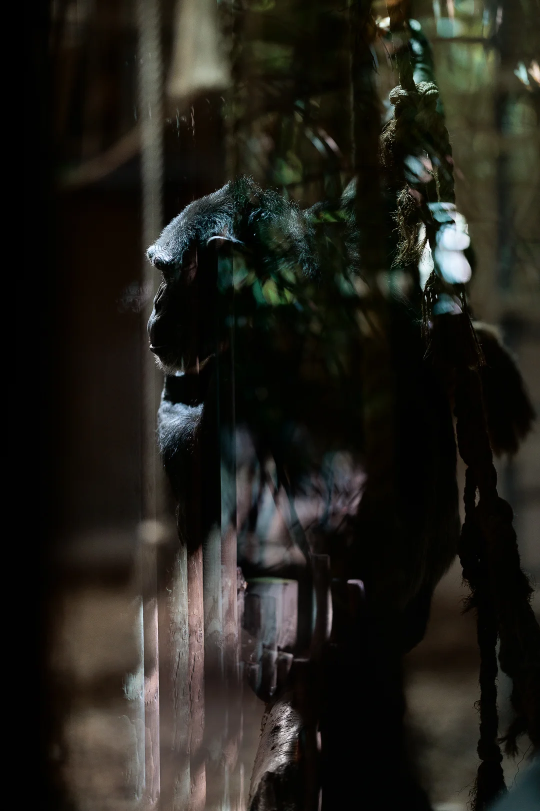 A moody, low-light close-up of a gorilla partially obscured by foliage and reflections.