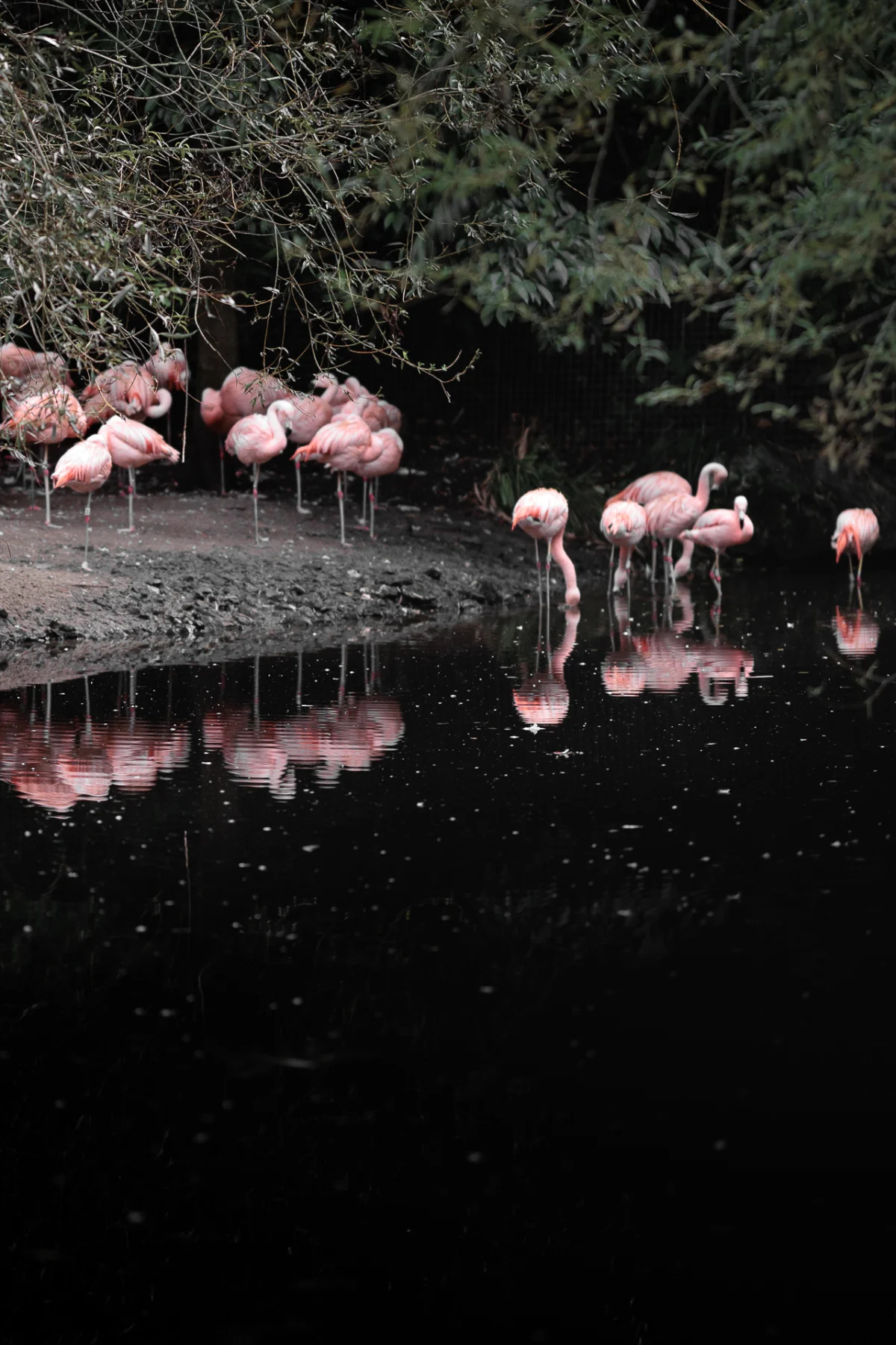 Pink flamingos standing on a muddy bank by dark reflecting water under overhanging trees.