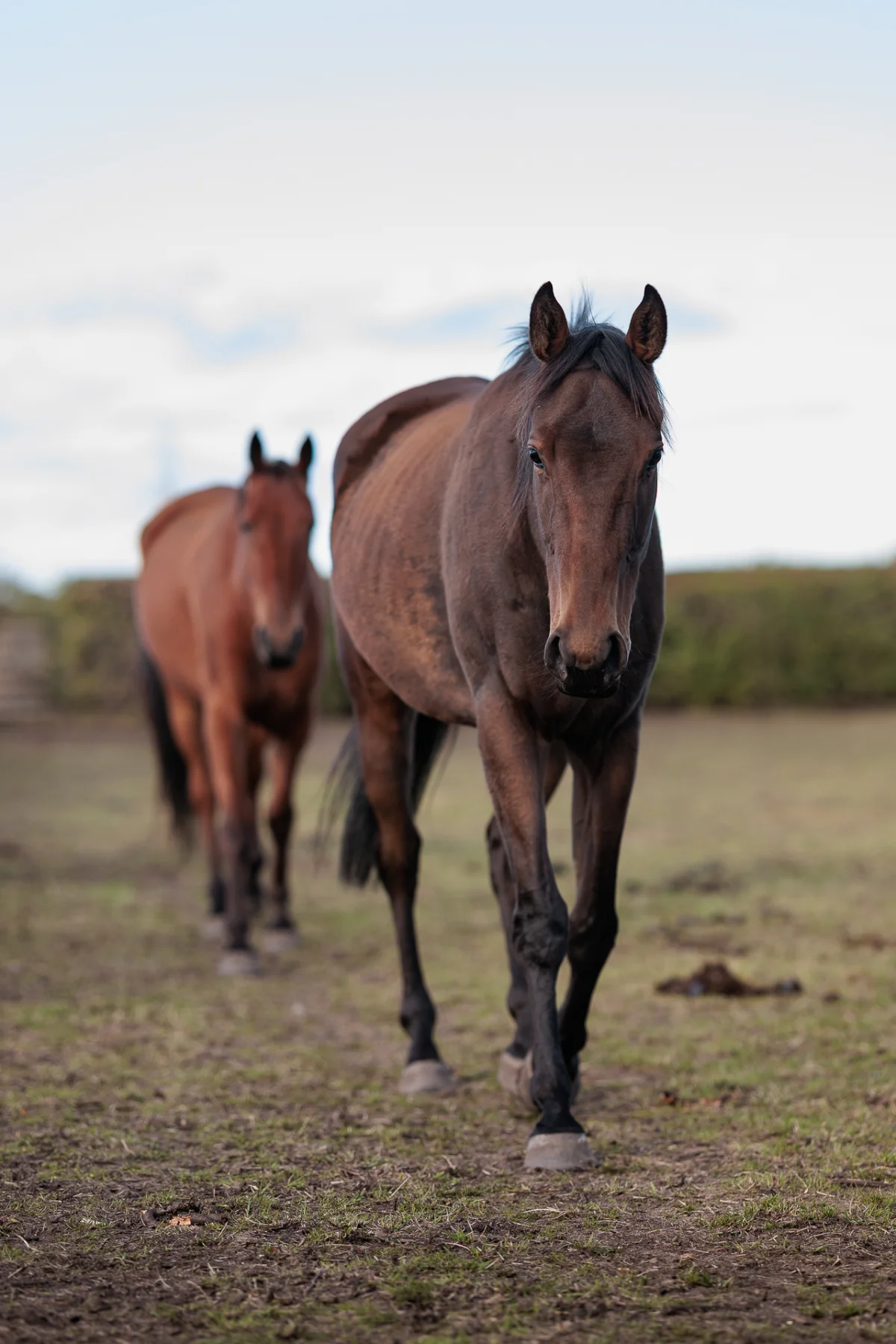 Two brown horses walking towards the camera on a grassy field under a pale sky.