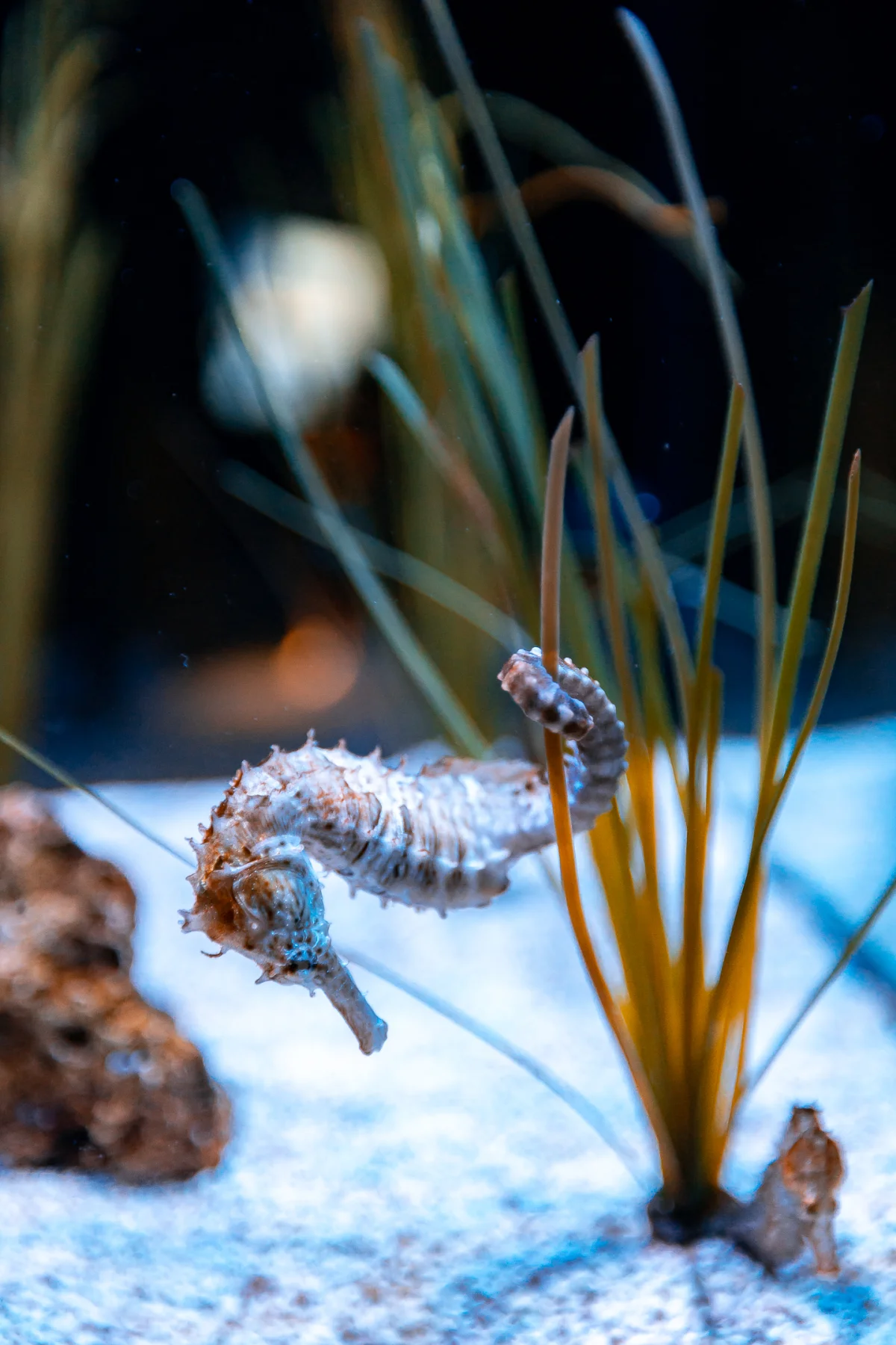 Close-up of a pale seahorse clinging to green seagrass against a blurred blue background.