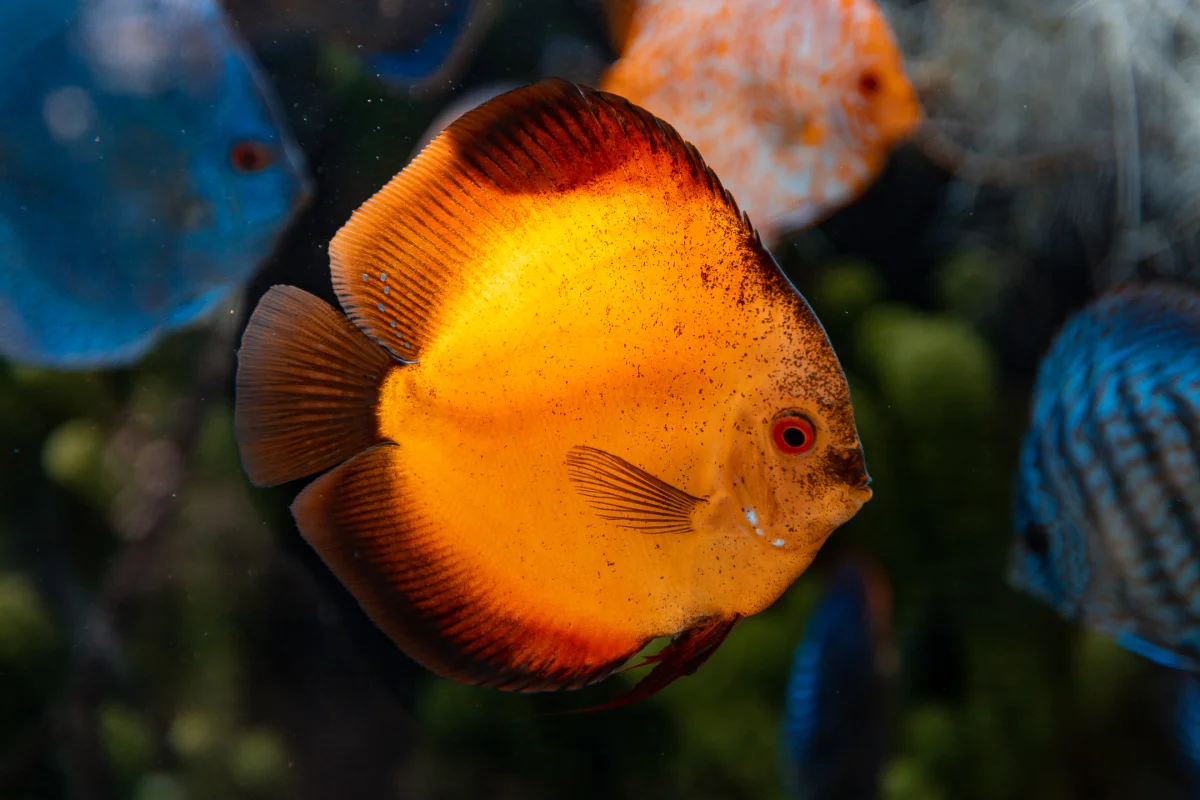 Close-up of a vibrant orange Discus fish swimming in a dark aquarium with blurred blue fish behind it.