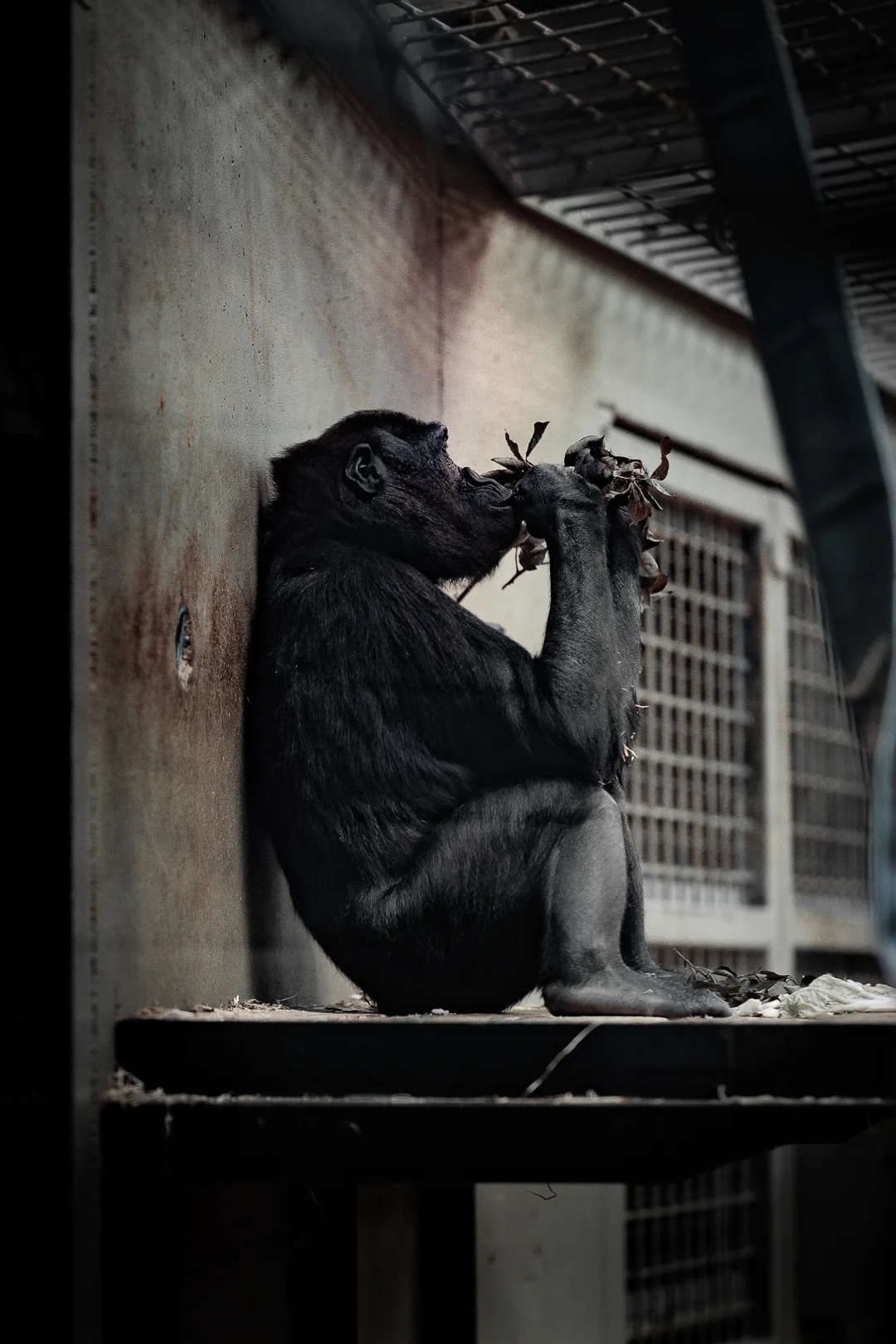 A moody portrait of a chimpanzee sitting against a concrete wall in an enclosure, eating leaves.