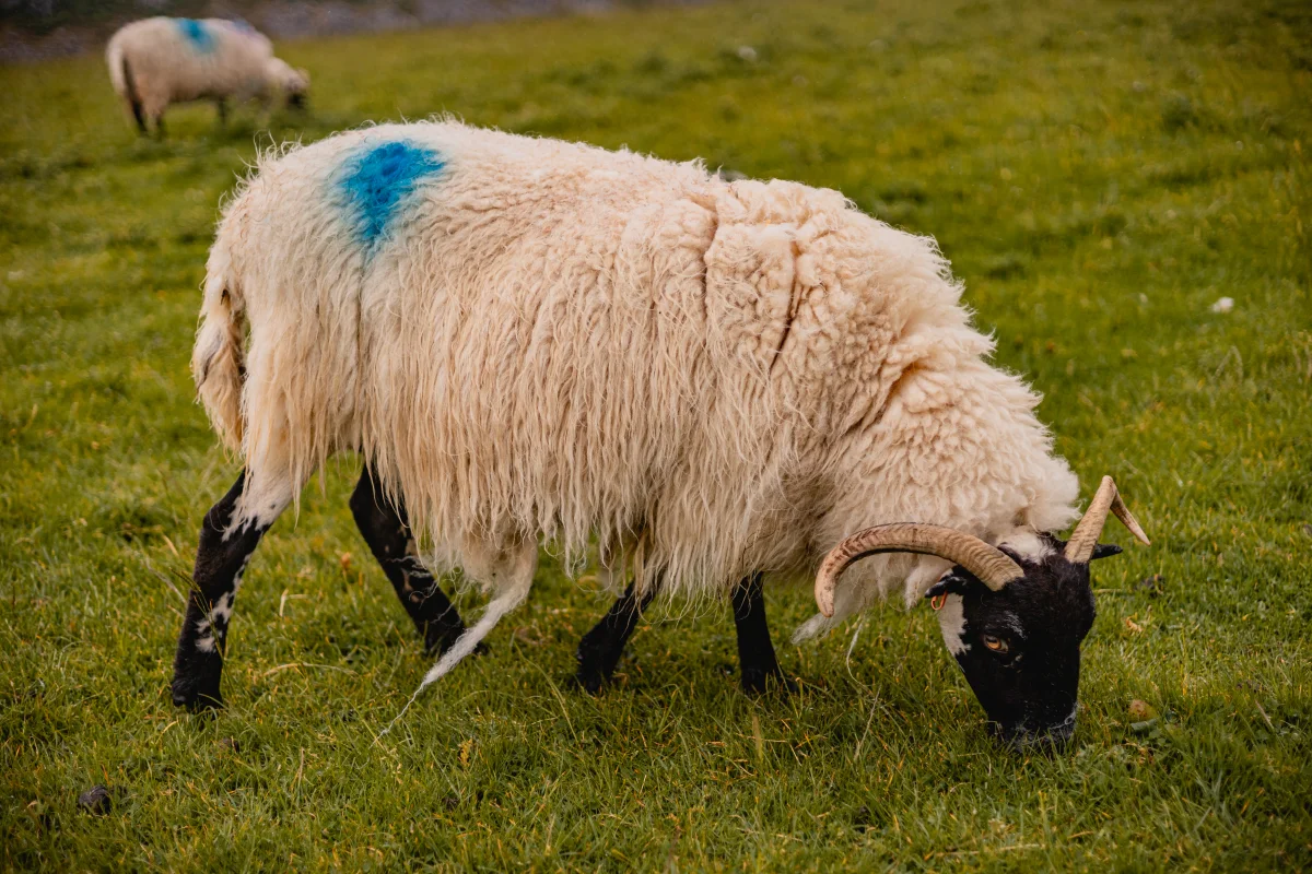 A fluffy white sheep with black legs and horns grazing in a green grassy field.
