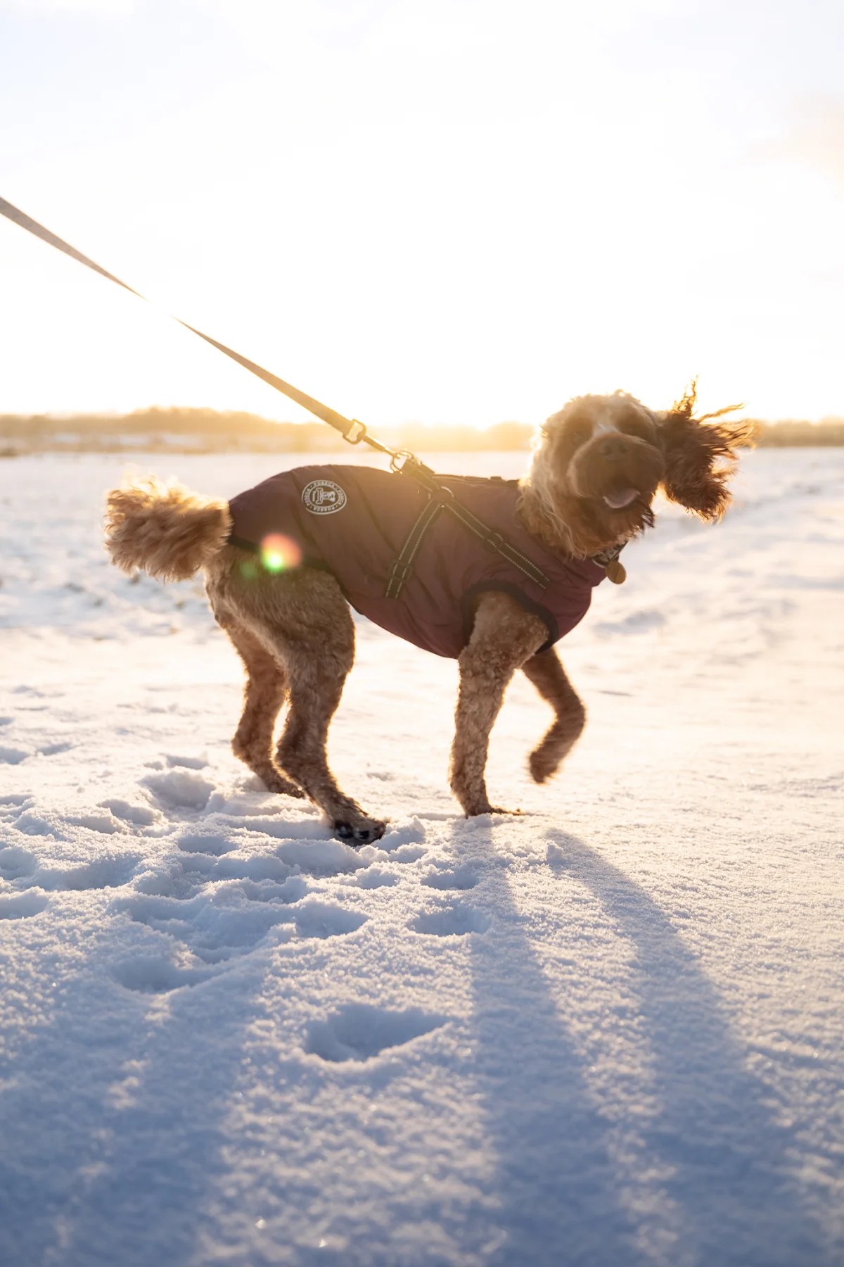 A happy brown dog wearing a purple winter jacket standing in the snow during golden hour.