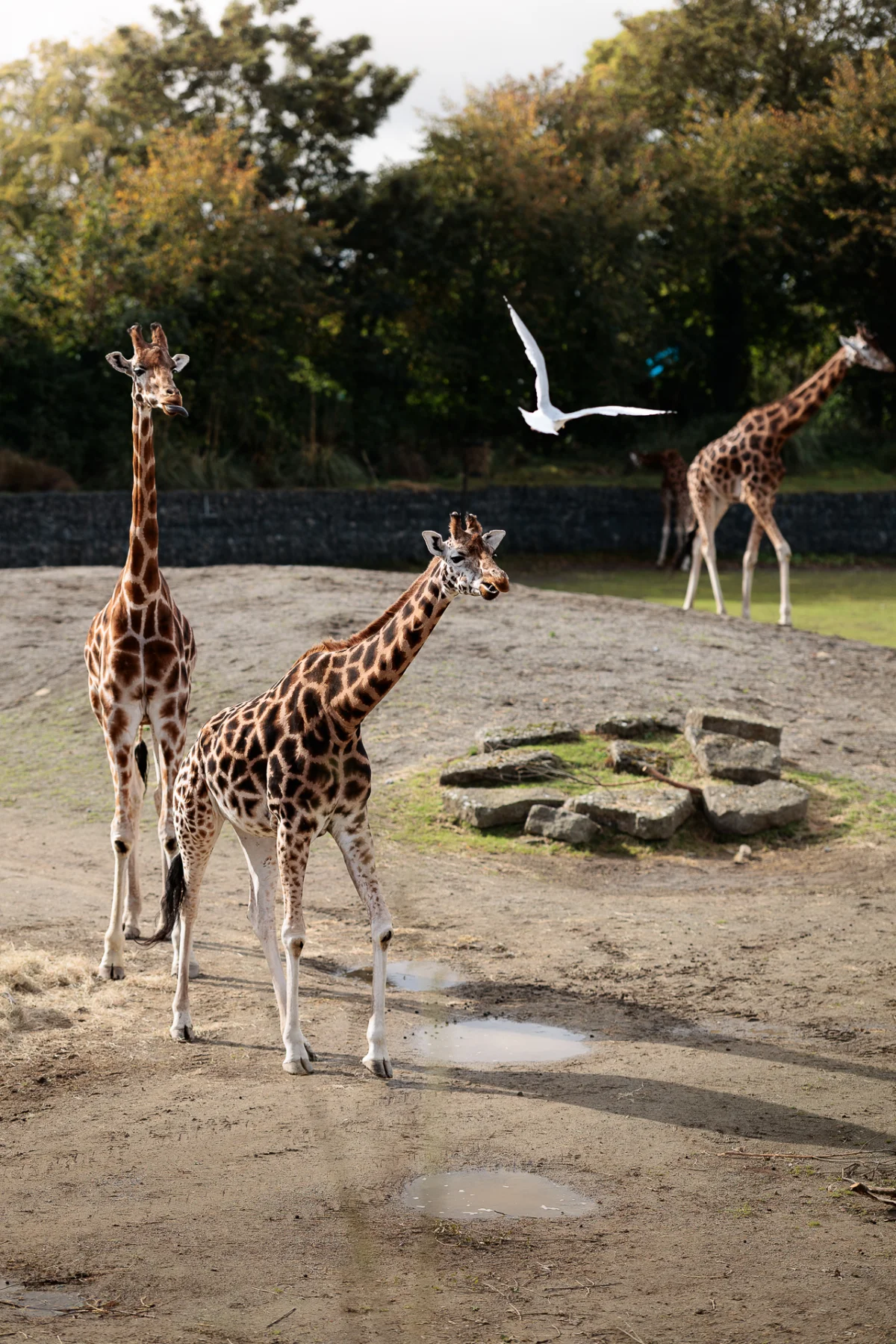 Three giraffes standing in a sandy enclosure with a white bird flying overhead against a backdrop of green trees.