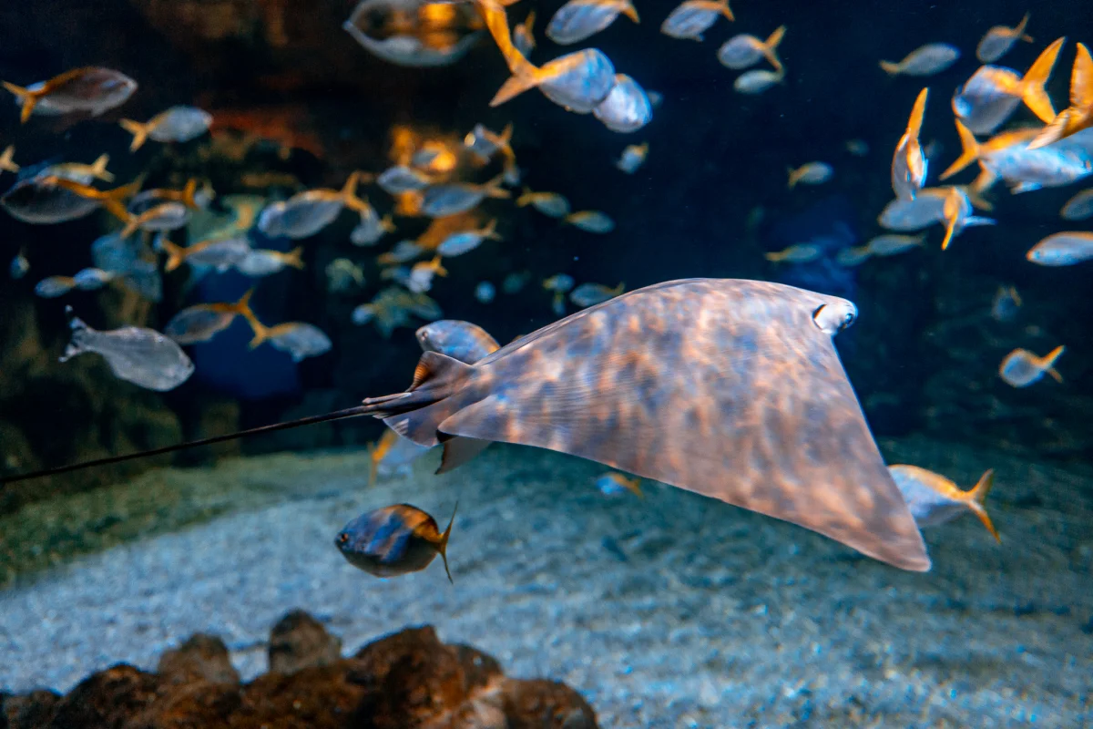 A stingray gliding through a school of small silver fish in a deep blue aquarium.