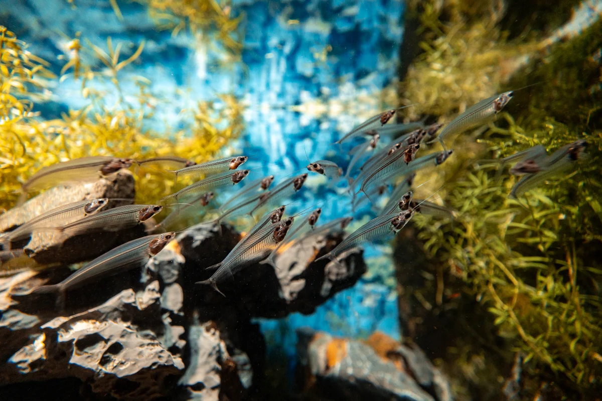 A group of translucent ghost shrimp swimming among green plants and dark rocks in a blue-lit aquarium.