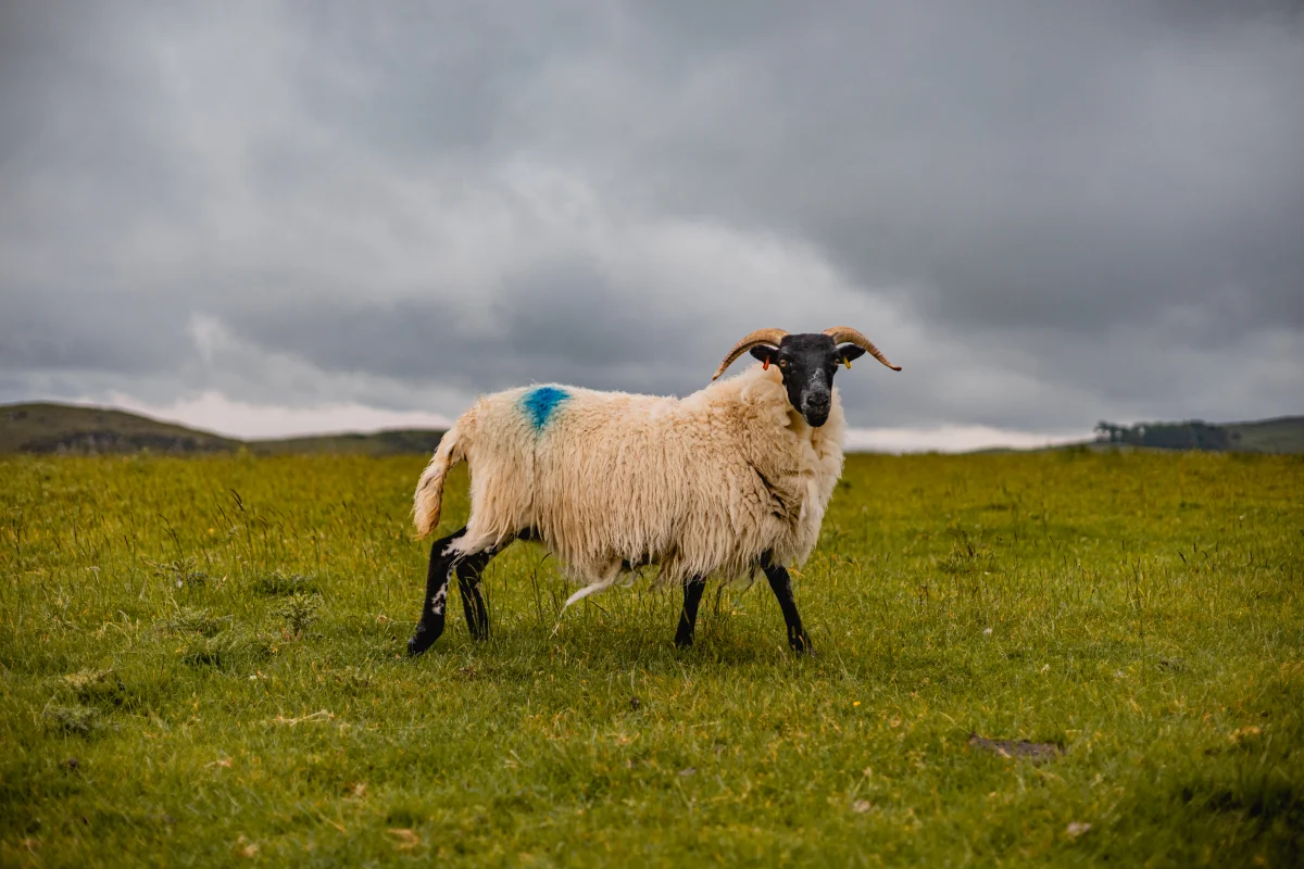 A horned sheep with a blue mark on its back standing in a green grassy field under a moody grey sky.