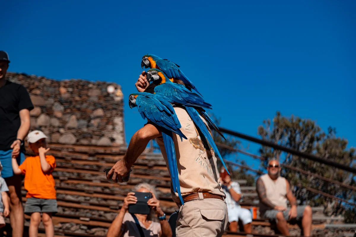 A man with vibrant blue macaws perched on his shoulders and head against a clear blue sky.