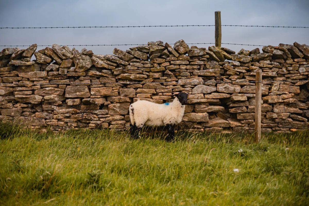 A white sheep with a blue mark standing in front of a rustic dry stone wall in a green field.