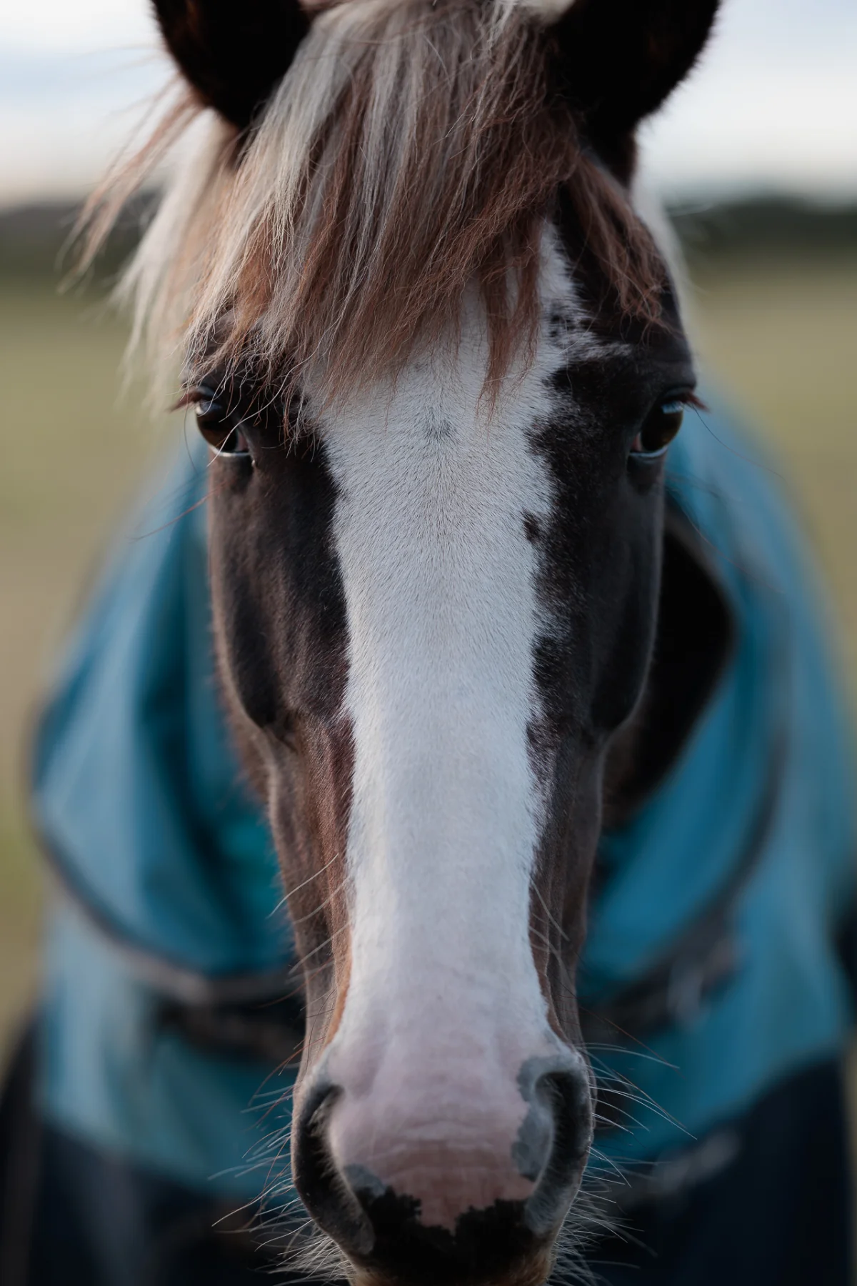 Close-up portrait of a brown horse with a white blaze wearing a blue blanket against a blurred outdoor background.