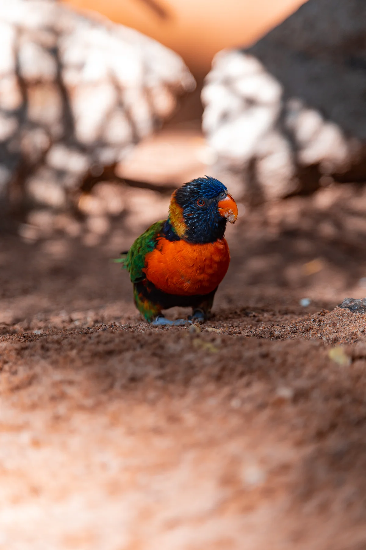 A vibrant rainbow lorikeet standing on sandy ground with a blurred rocky background.