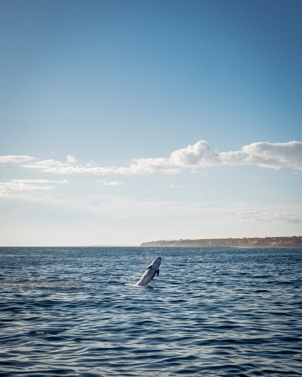 A humpback whale breaching from the deep blue ocean under a clear sky with distant cliffs.