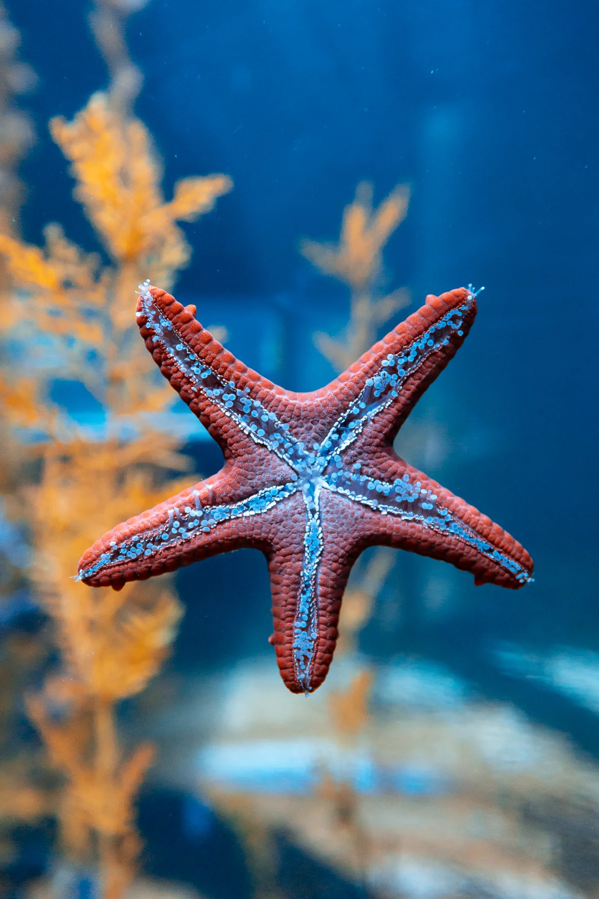 Close-up of a red starfish with blue patterns centered against a deep blue underwater background.