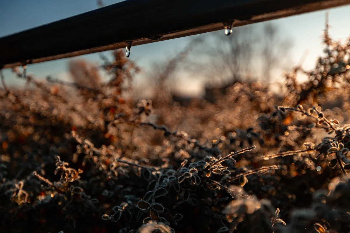 Close-up of frost-covered branches with water droplets hanging from a dark railing at dawn.