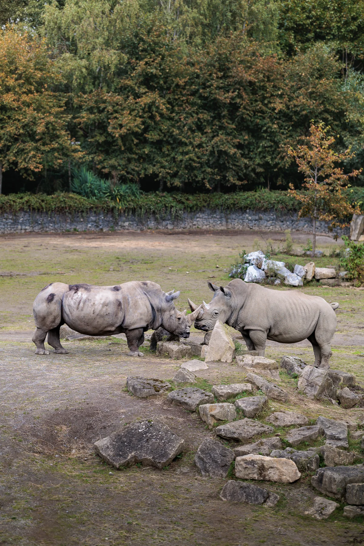Two rhinoceroses facing each other in a grassy enclosure with a backdrop of lush green trees.