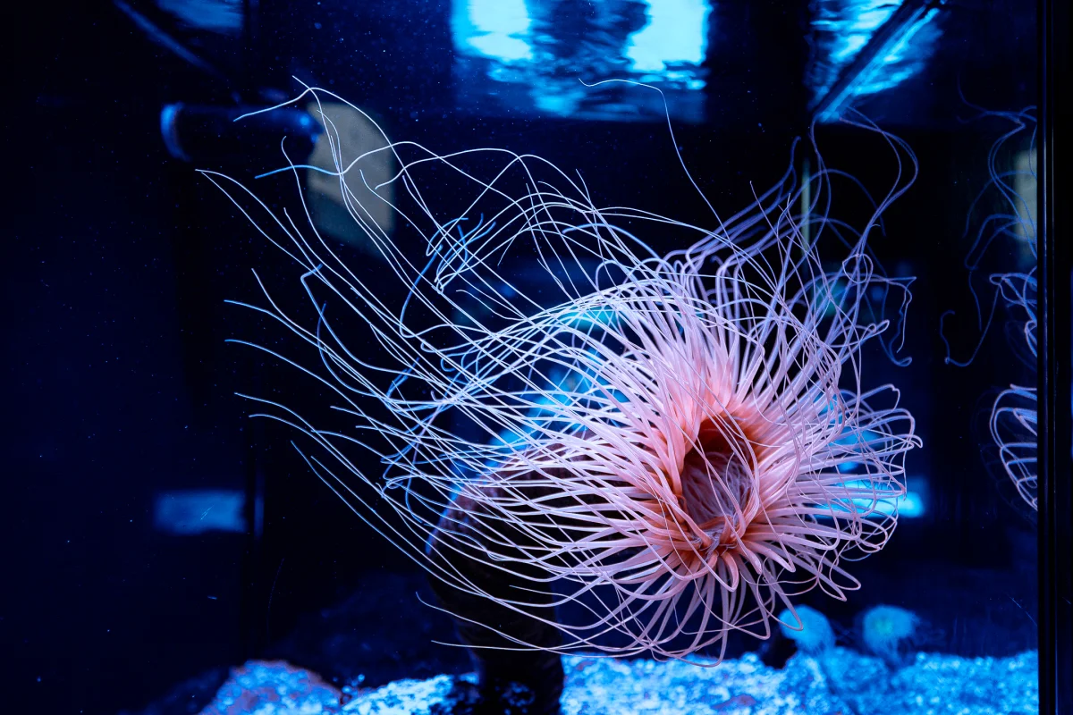 Close-up of a glowing pink sea anemone with flowing tentacles in a dark blue underwater setting.