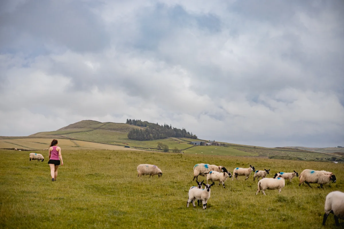 A woman in pink activewear walks through a rolling green meadow towards a flock of sheep under an overcast sky.