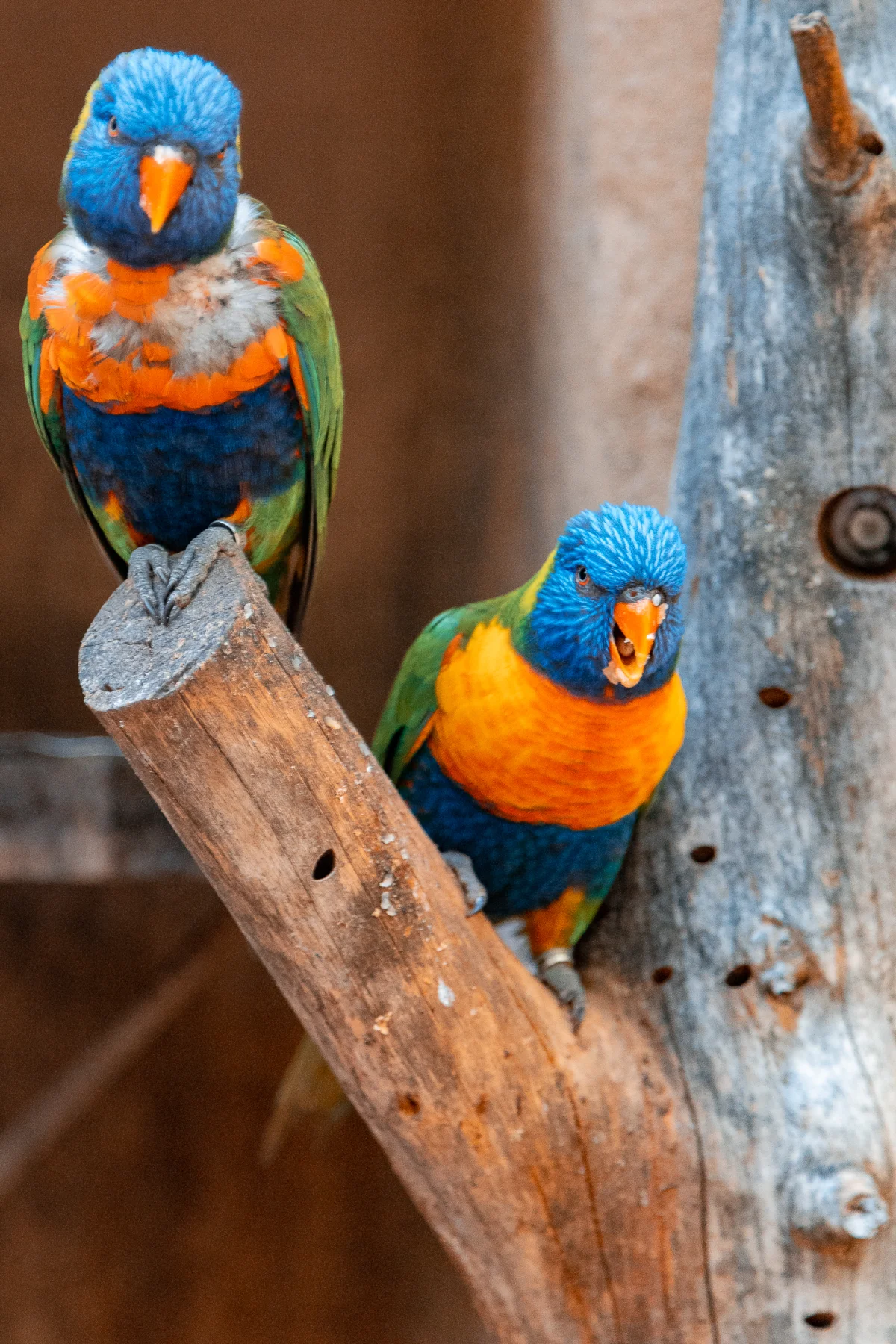 Two colorful rainbow lorikeets perched on a weathered wooden branch against a soft brown background.