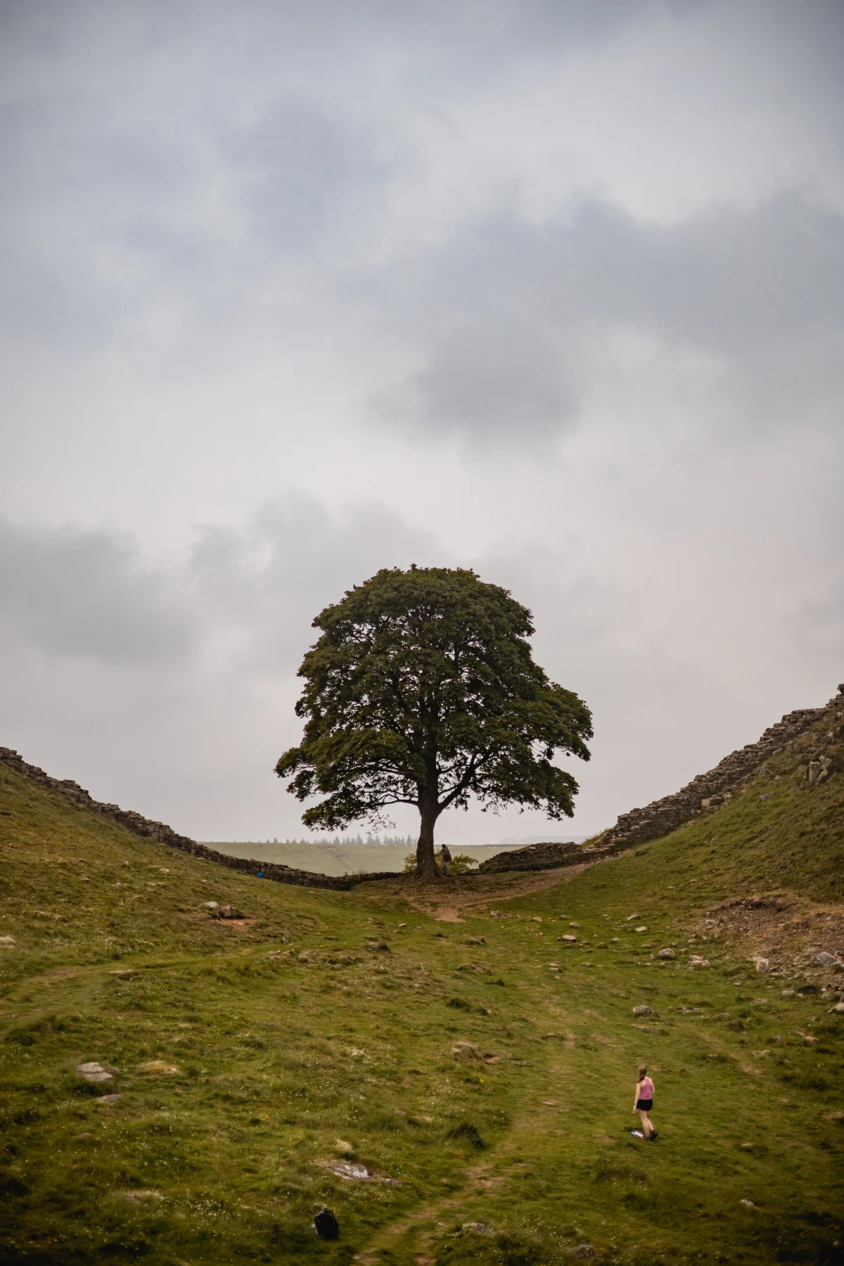 A lone large tree stands centrally between two grassy hills under a moody, cloudy sky.