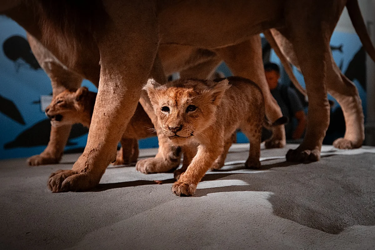A small lion cub walks cautiously beneath the protective legs of an adult lion.