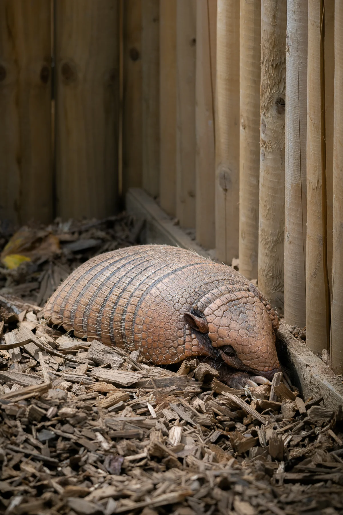 A close-up shot of an armadillo resting on wood chips against a wooden wall.