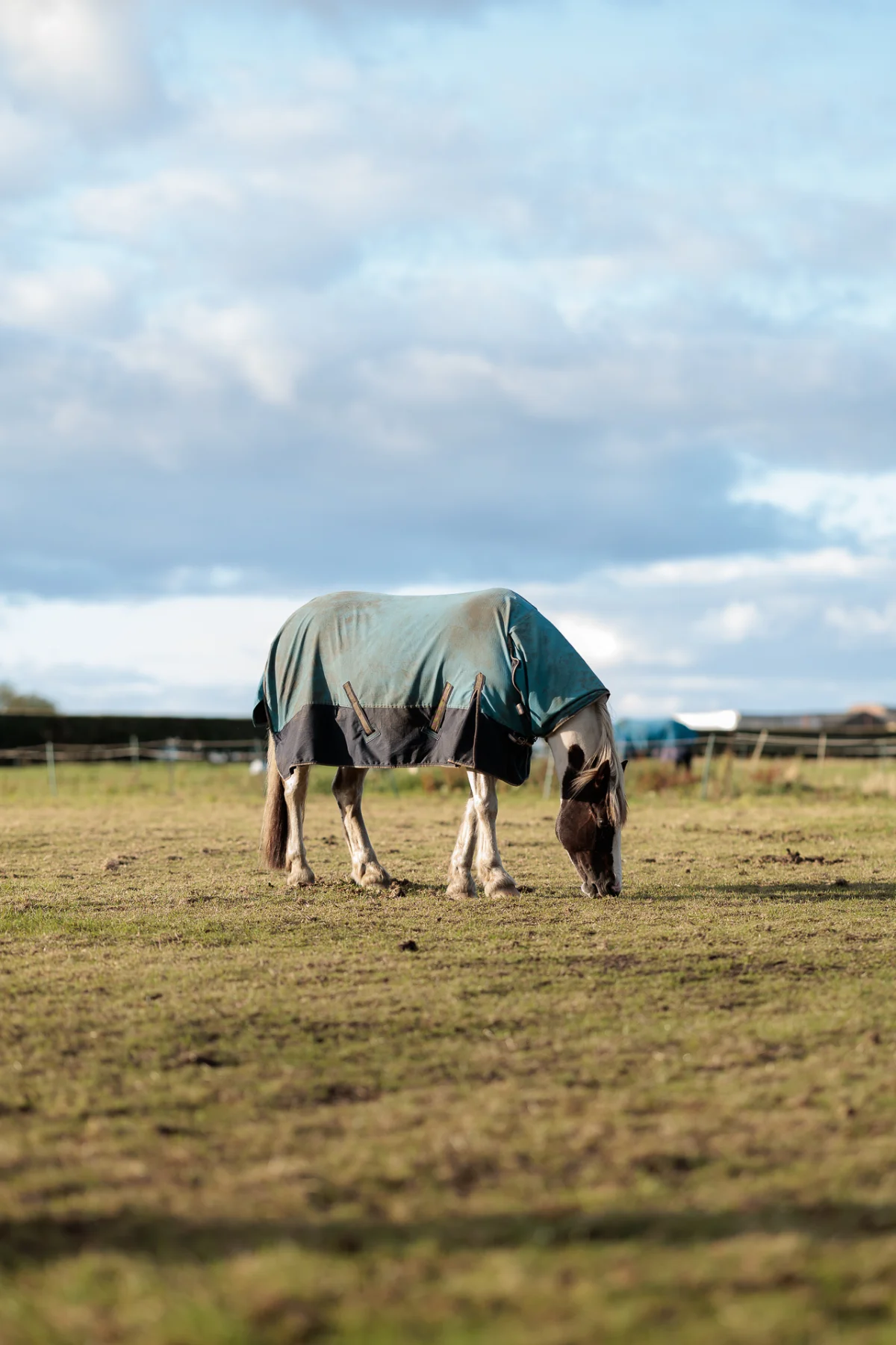 A grey horse wearing a blue blanket grazing in a grassy field under a cloudy sky.