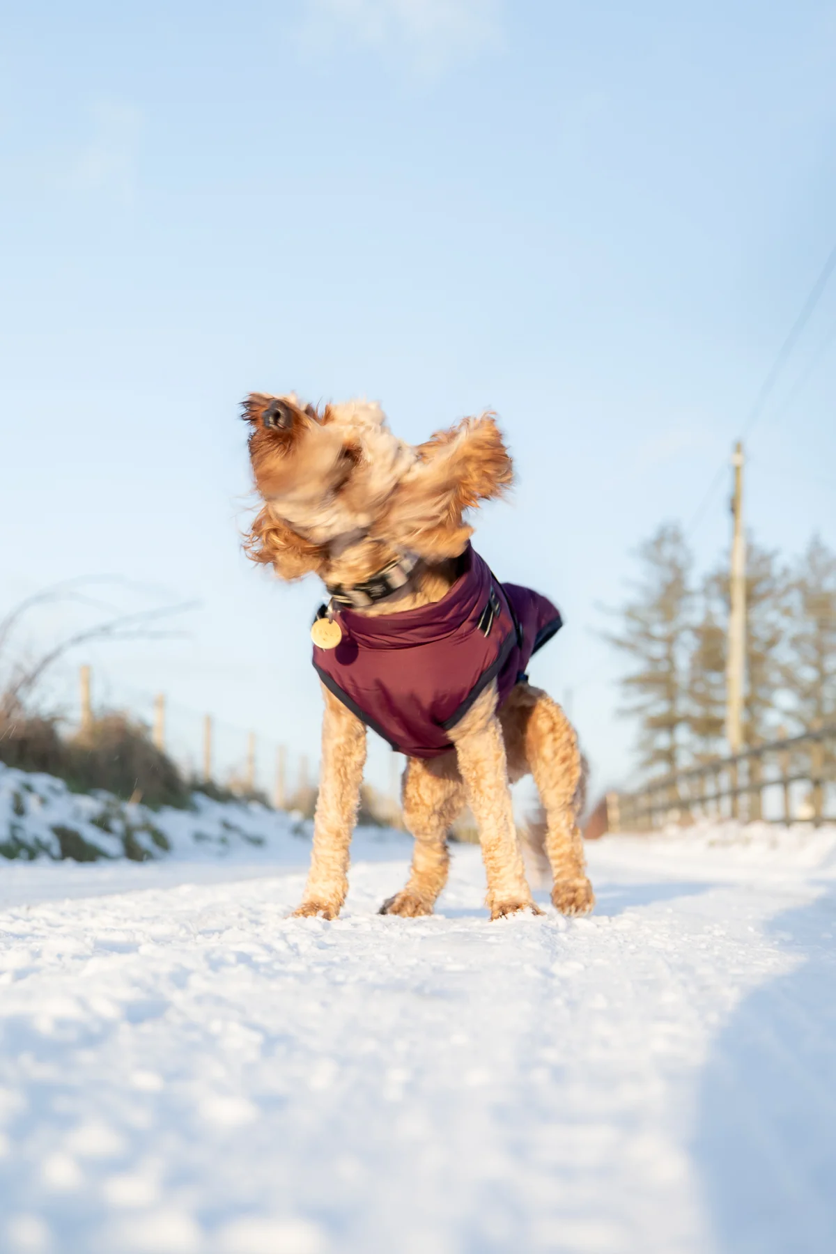 A small brown poodle wearing a purple coat standing on a snowy path under a clear blue sky.