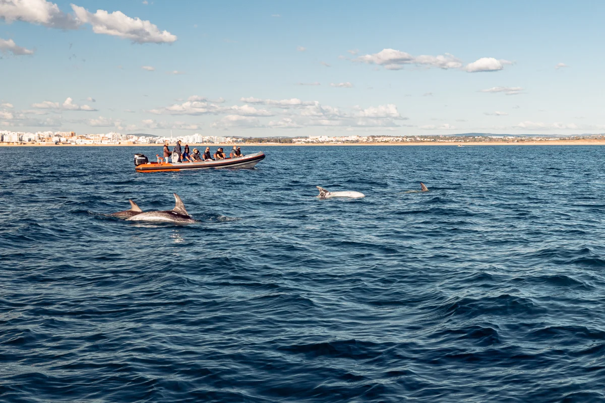 Dolphins swimming in the ocean near a small tourist boat with people, city skyline in the distance.