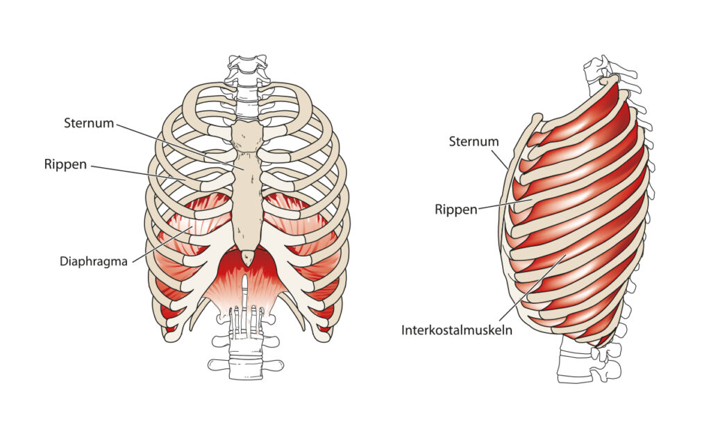 Was macht das Zwerchfell? Ein Fakten Check - Bonedo - Bonedo
