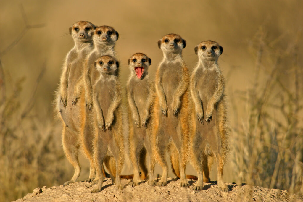 suricate family