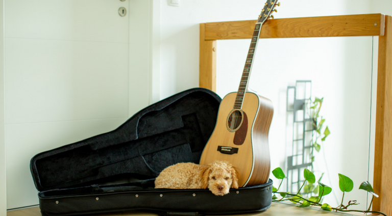 Hund und Gitarre sind nicht im Lieferumfang enthalten