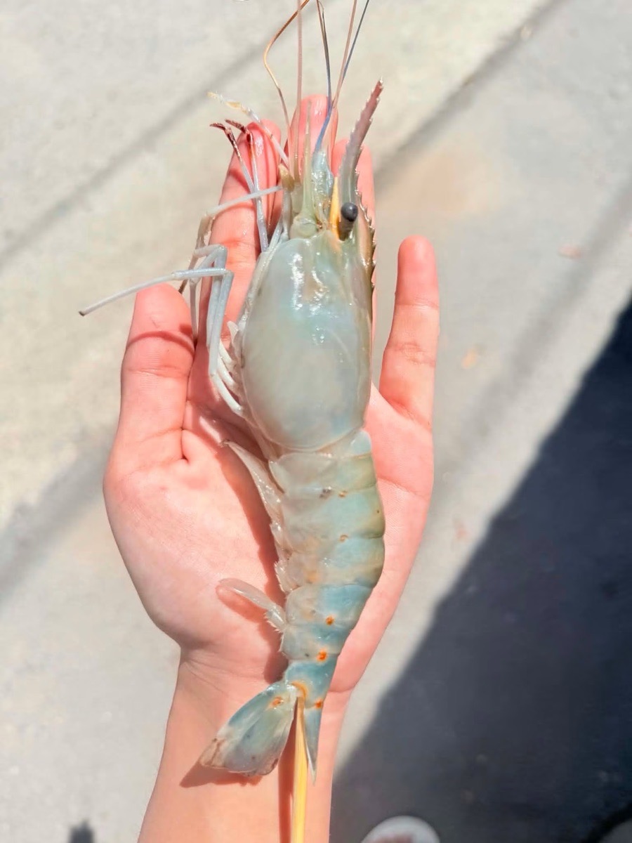 กุ้งย่างเสียบไม้/หม่าล่าพ่นไฟ 3