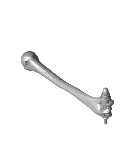 Humerus bone - Anatomy 3D model, Anatomy model of Humerus w…