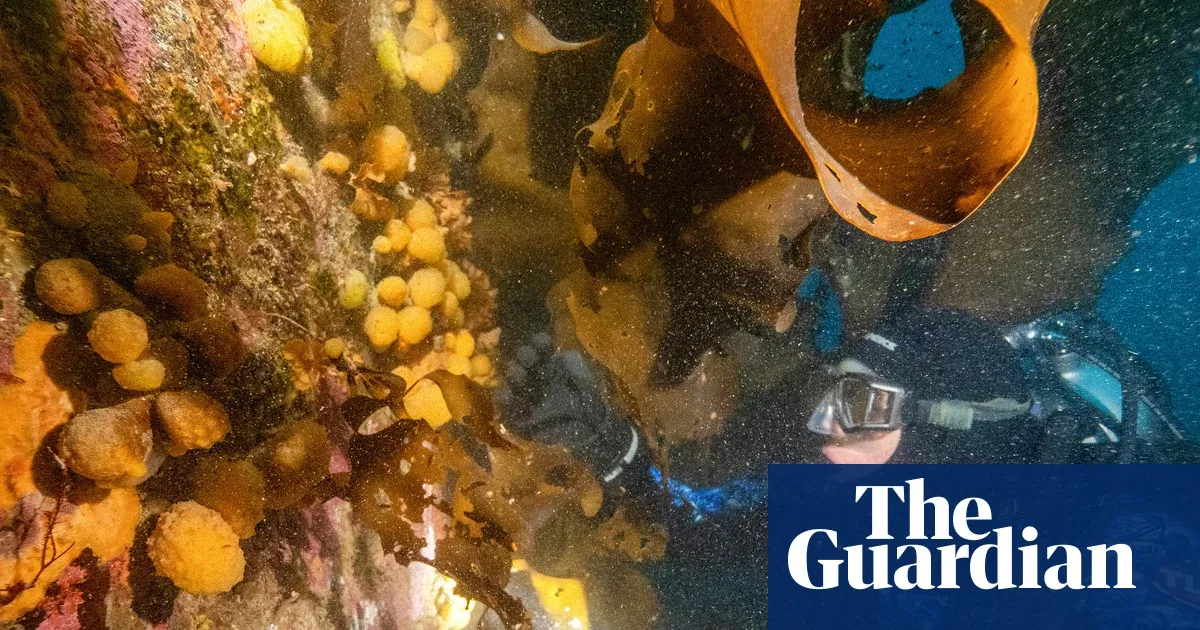 USF team hunts Antarctic sea-squirt toxins as a potential melanoma weapon