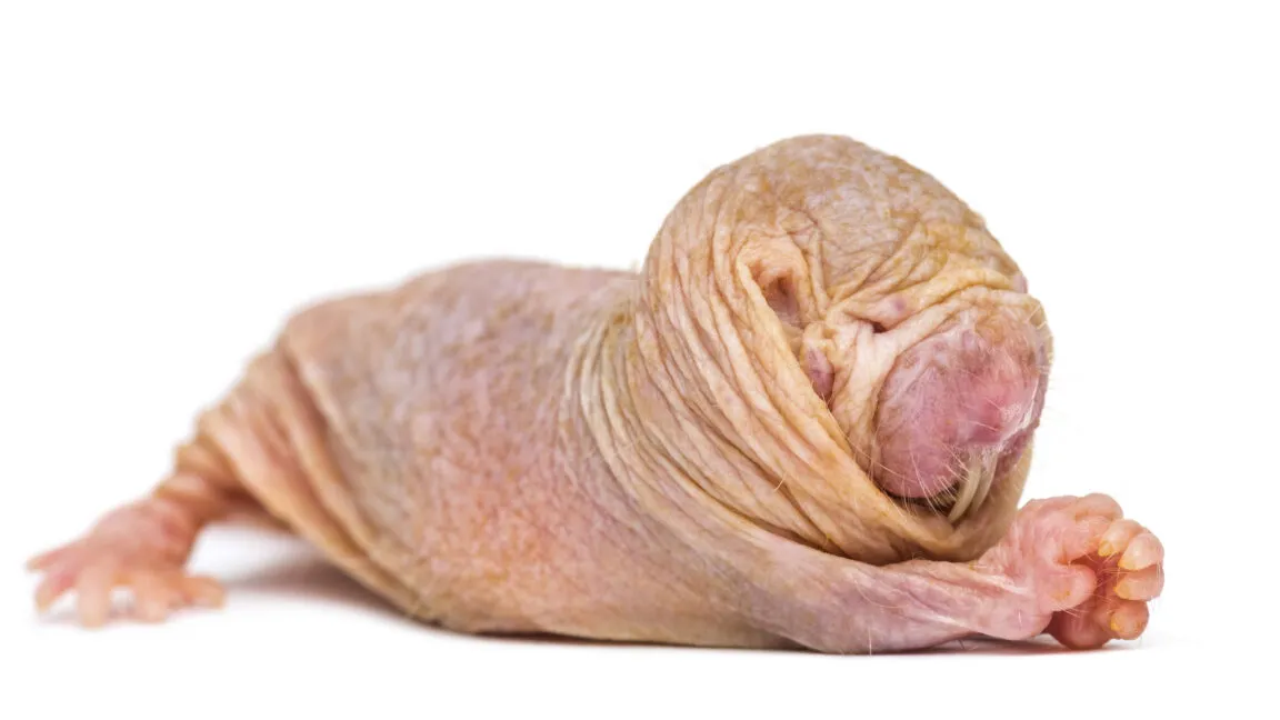 Mole-rat queens weaponize smell: one chemical blocks rivals from breeding