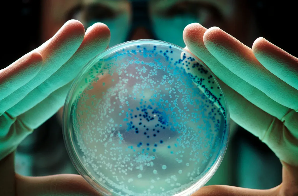 Bacteria share proteins with dormant neighbors to outlast antibiotics